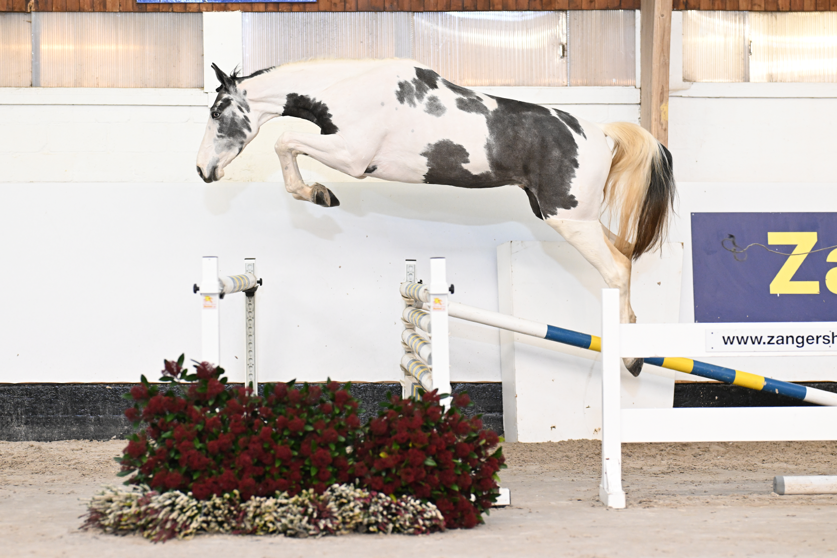 MICKEY BLUE EYES OL - Eye-catcher by BALOU DU ROUET out of 1.60m